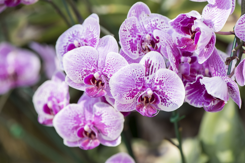 patio design landscape design