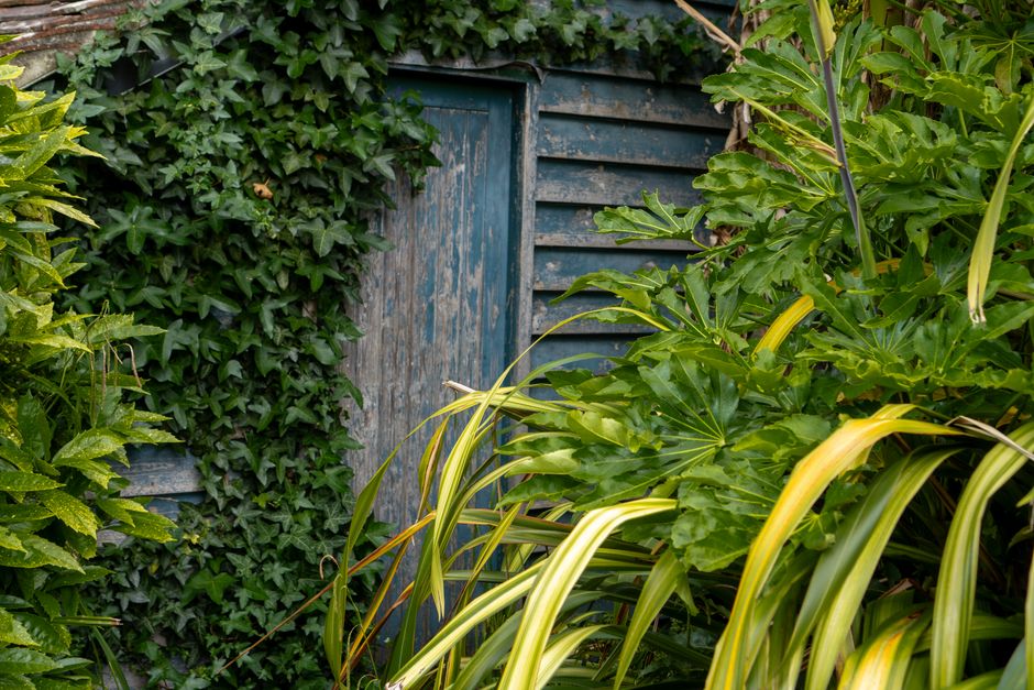 A close-up view of a lush garden scene featuring a weathered wooden garden shed with blue paint peeling to reveal aged wood beneath, partially obscured by dense, dark green ivy climbing the shed’s w